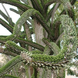 Ocotilho-de-madagascar - Sementes