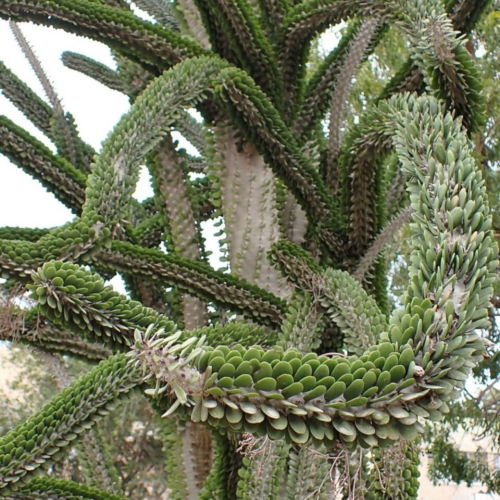 Ocotilho-de-madagascar - Sementes