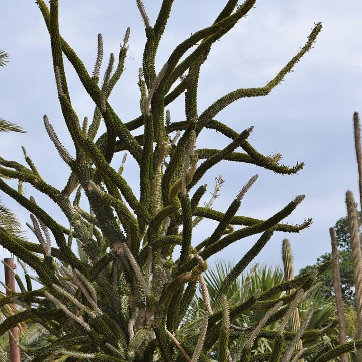 Ocotilho-de-madagascar - Sementes
