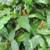 Pimenta-longa - Sementes