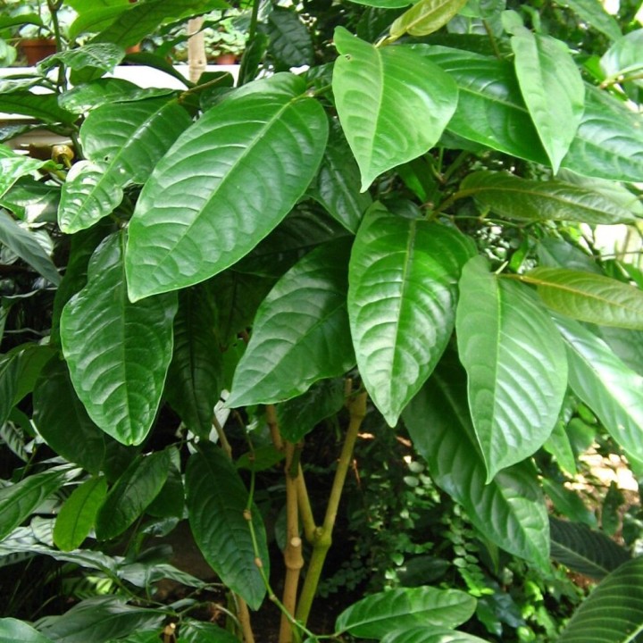 Pimenta-longa - Sementes