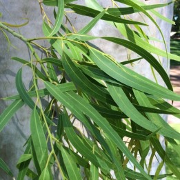 Eucalipto-limao - Sementes