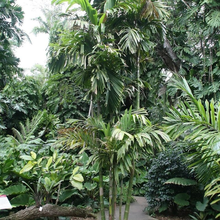 Palmeira Ptychosperma de Lauterbach - Sementes
