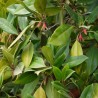 Mangue-laranja-de-folha-grande - Sementes