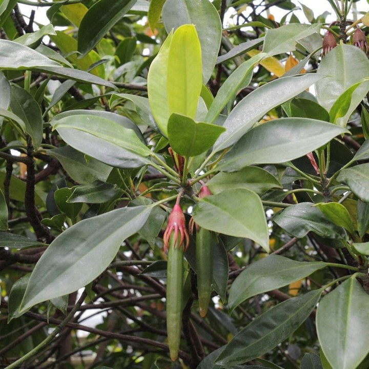 Mangue-laranja-de-folha-grande - Sementes