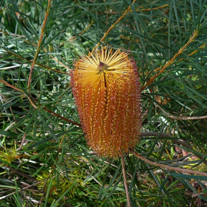 Banksia-espiga - Sementes