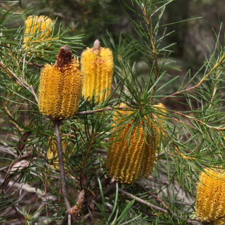 Banksia-espiga - Sementes