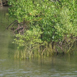 Mangue-cinzento - Sementes