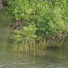 Mangue-cinzento - Sementes