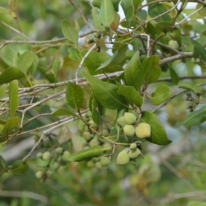 Mangue-cinzento - Sementes