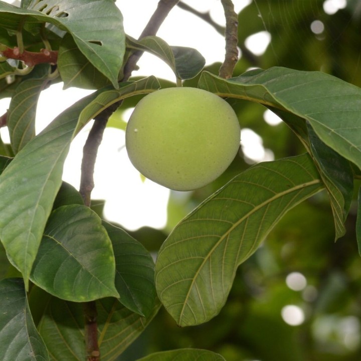 Tampang-verde - Sementes