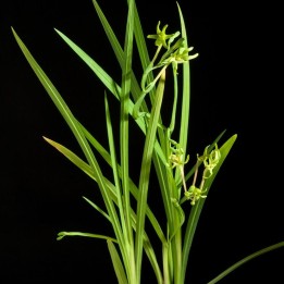 Frésia-verde - Sementes