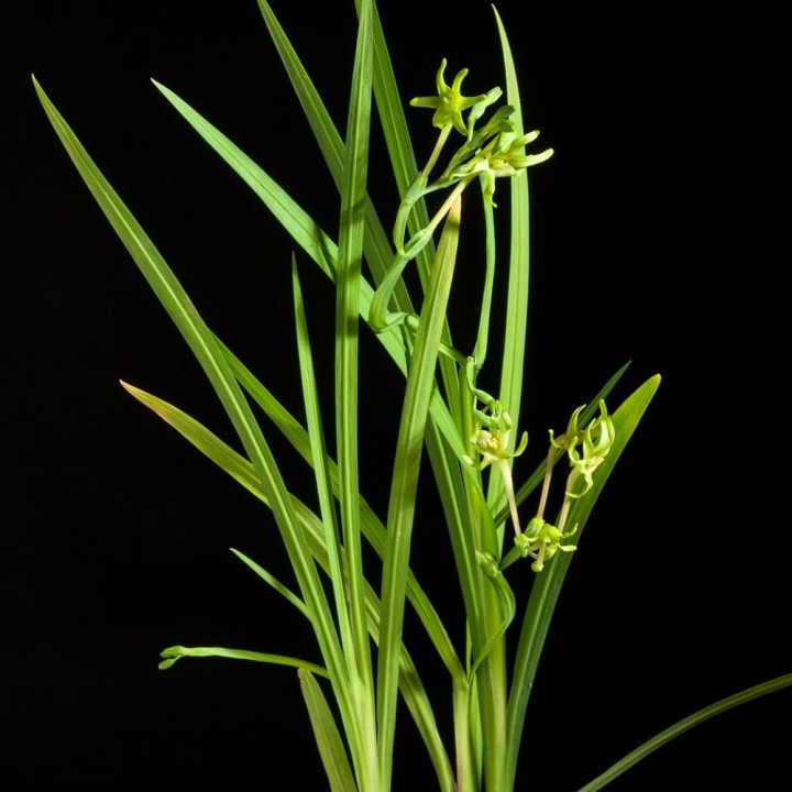 Frésia-verde - Sementes