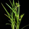 Frésia-verde - Sementes