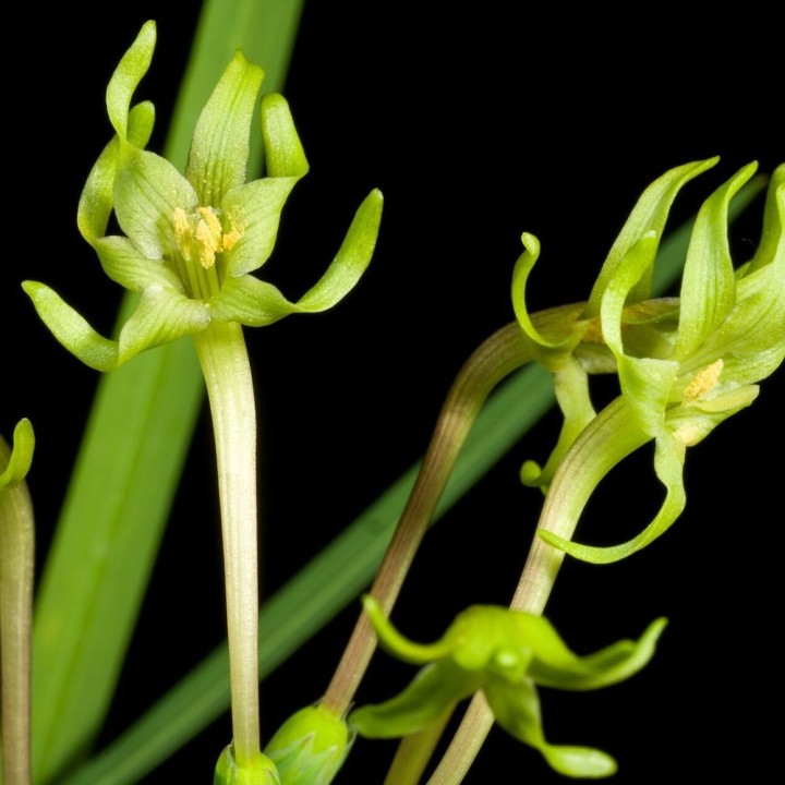 Frésia-verde - Sementes