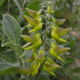 Flor-pássaro-verde - Sementes