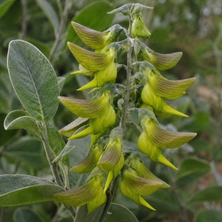 Flor-pássaro-verde - Sementes