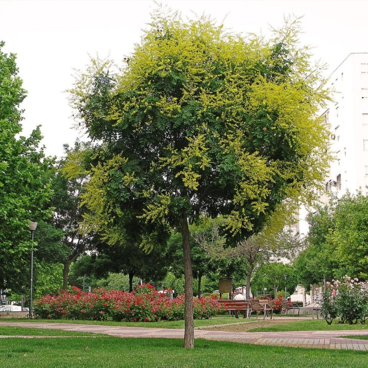 Árvore-da-chuva-dourada - Sementes