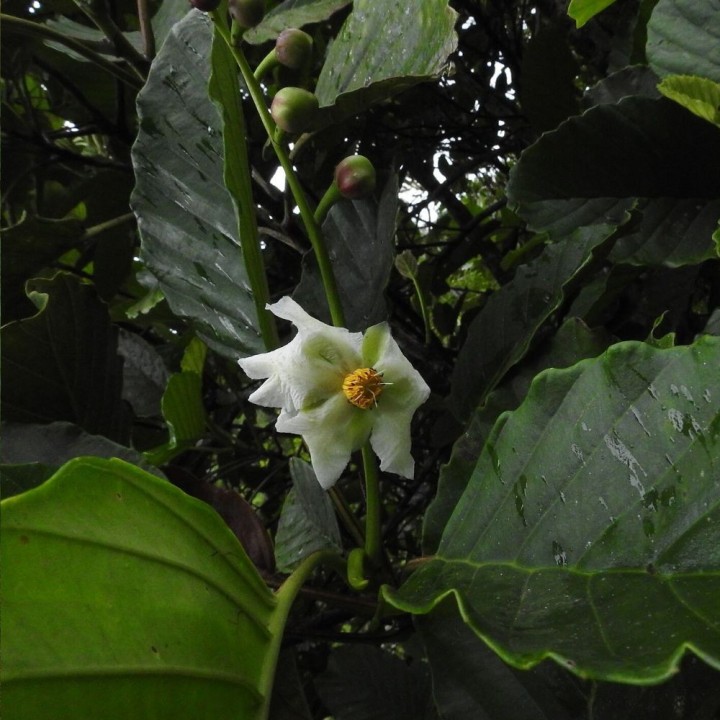 Godapara - Sementes