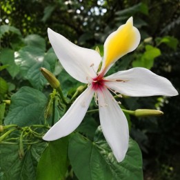 Árvore-orquídea-gigante - Sementes