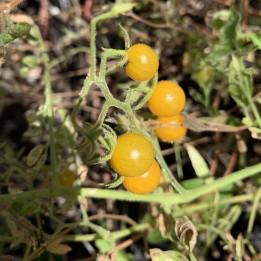 Tomate-das-Galápagos - Sementes