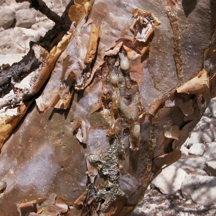 Árvore-do-incenso - Sementes