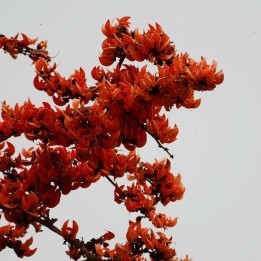 Chama-da-floresta - Sementes