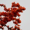 Chama-da-floresta - Sementes