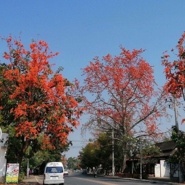 Chama-da-floresta - Sementes