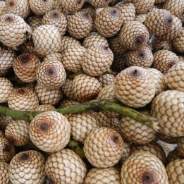 Rattan sangue-de-dragão - Sementes