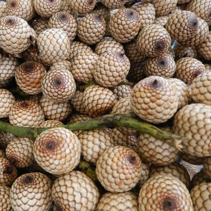 Rattan sangue-de-dragão - Sementes