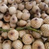 Rattan sangue-de-dragão - Sementes
