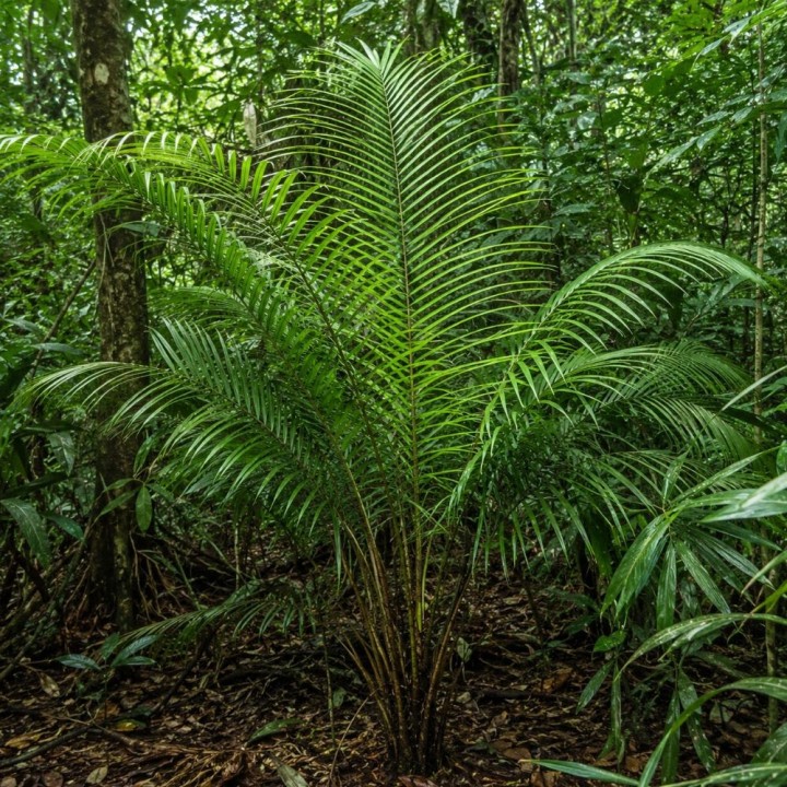 Rattan sangue-de-dragão - Sementes
