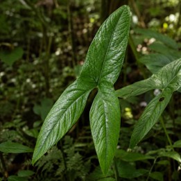 Cyrtosperma macrotum - Sementes