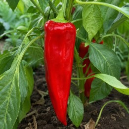 Pimento Marconi Vermelho - Sementes