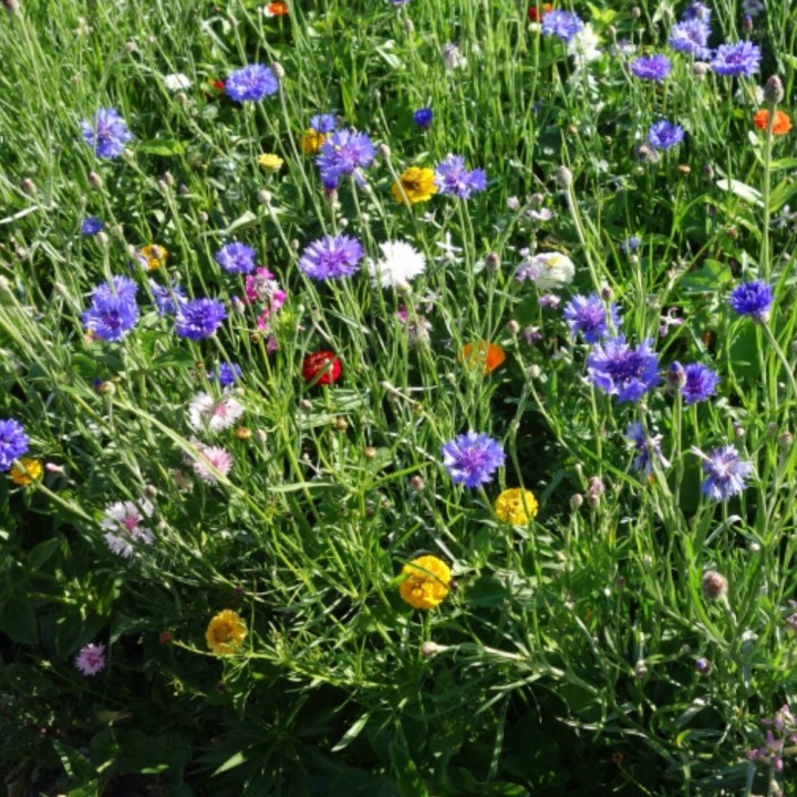 Mistura de flores para borboletas - Sementes