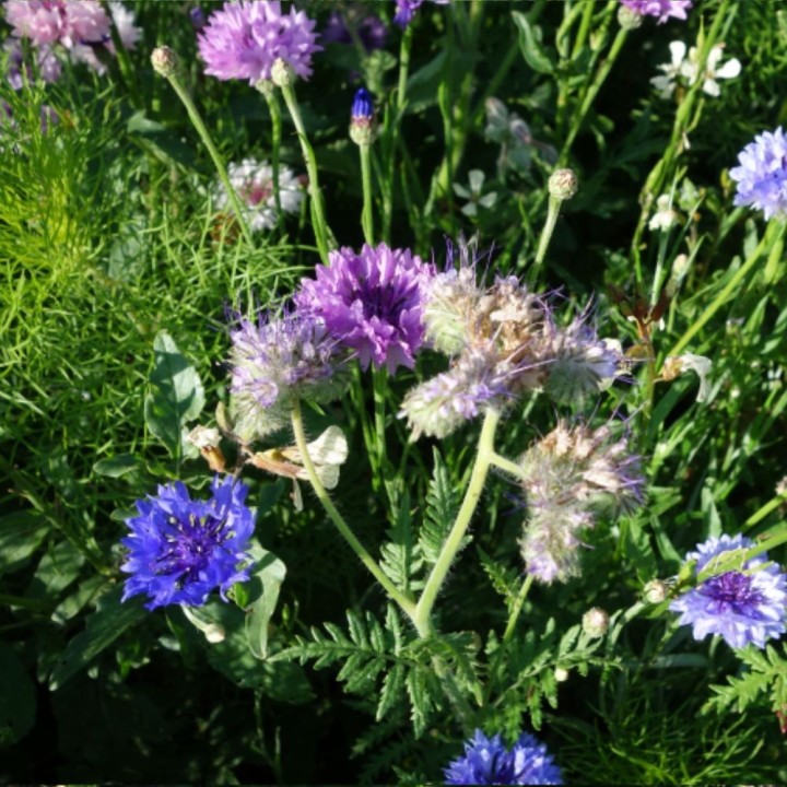 Mistura de flores para borboletas - Sementes