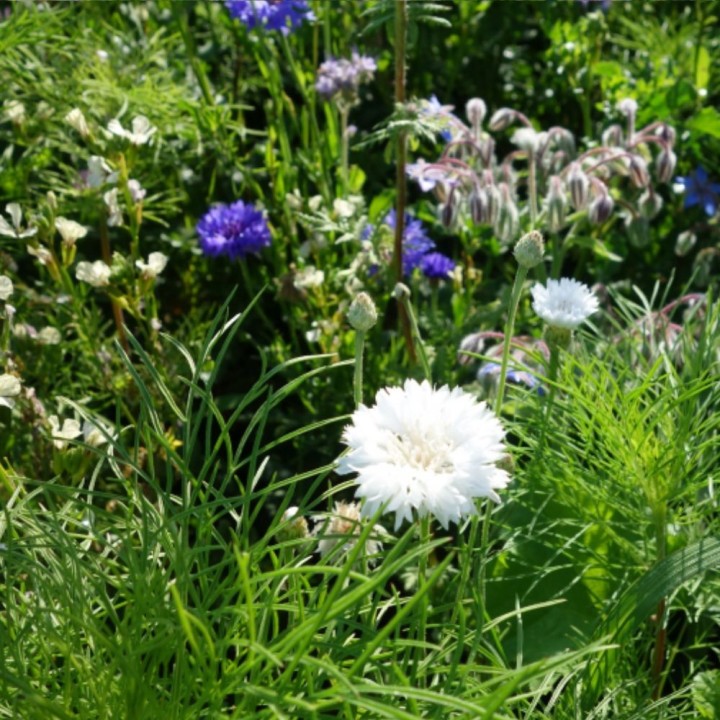 Mistura de flores para borboletas - Sementes