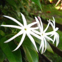 Jasmim tailandês - Plant