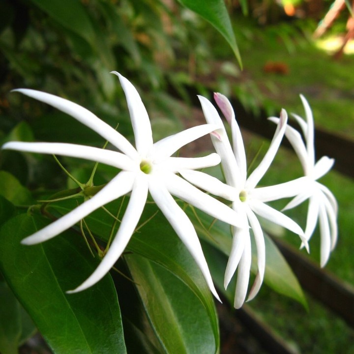 Jasmim tailandês - Plant