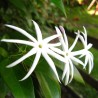 Jasmim tailandês - Plant