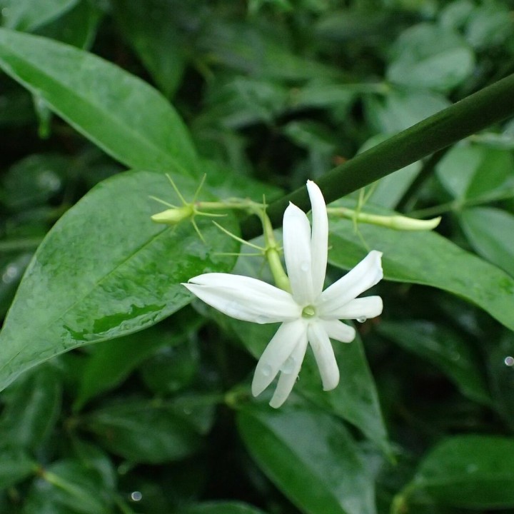 Jasmim tailandês - Plant