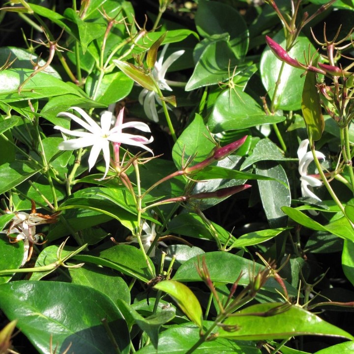 Jasmim tailandês - Plant