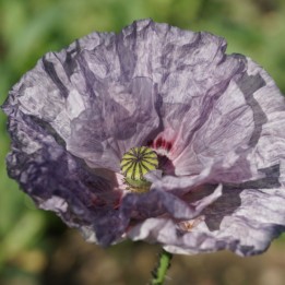 Papoila, Amazing grey - Sementes