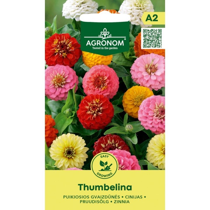 Zínia, Thumbelina - Sementes