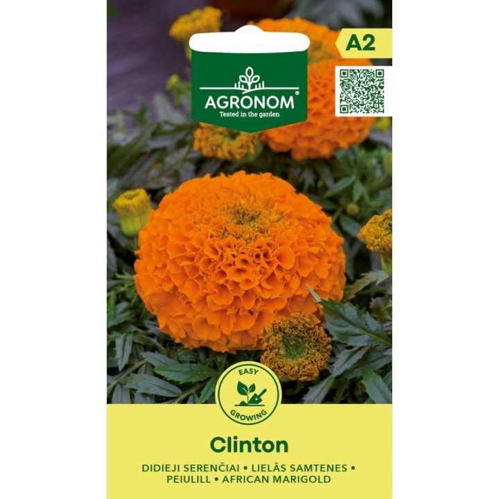 Tagetes, Clinton - Sementes