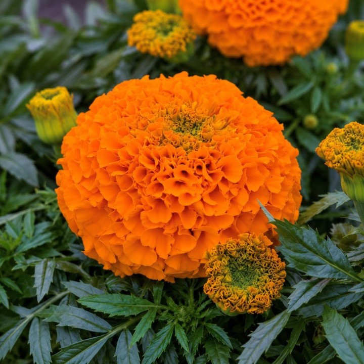 Tagetes, Clinton - Sementes