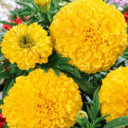 Tagetes, Calando lemon - Sementes