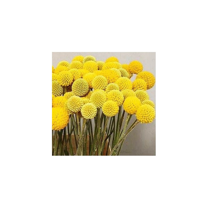 Craspedia globosa