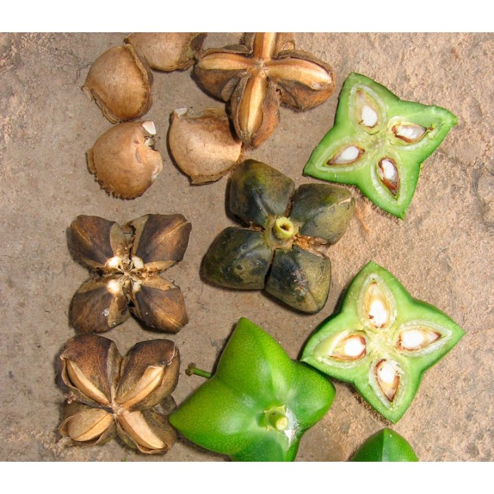 semillas de sacha inchi mani del inca plukenetia volubilis